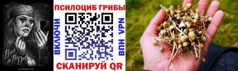 Галлюциногенные грибы Psilocybe  купить  цена  Шиханы 